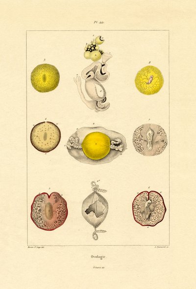 Ovology，1833-39 作者 法语学校